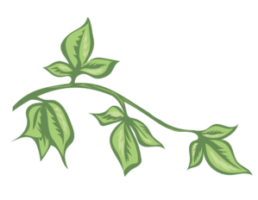 Graphic of leaves on a vine