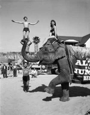Emma the Elephant at Muscle Beach