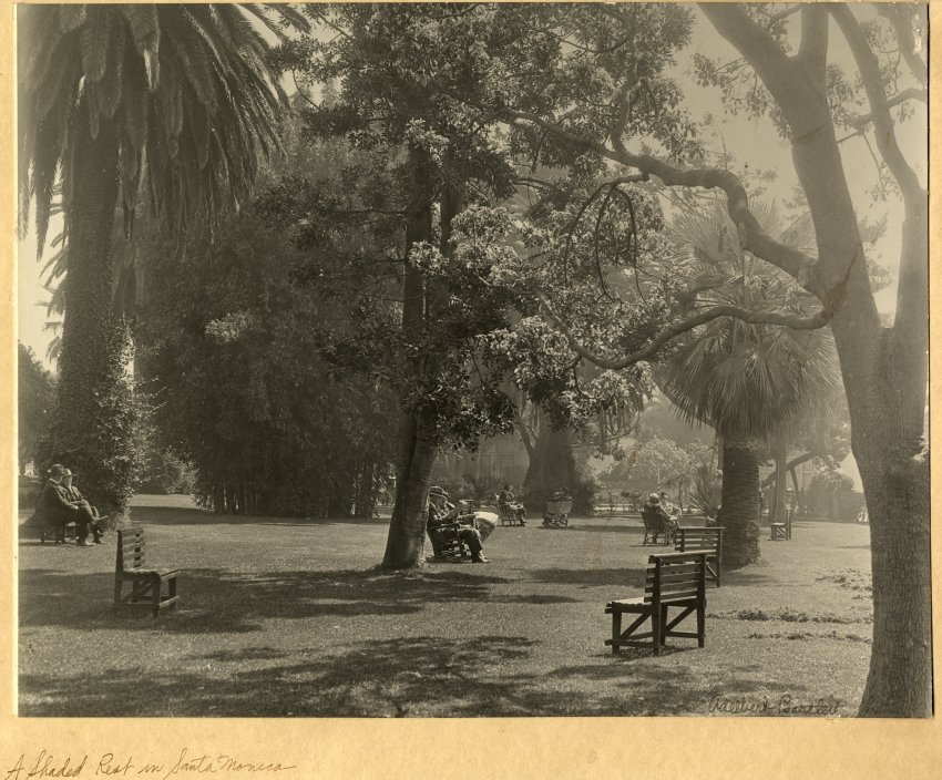 People on park benches, sitting under the canopy of trees