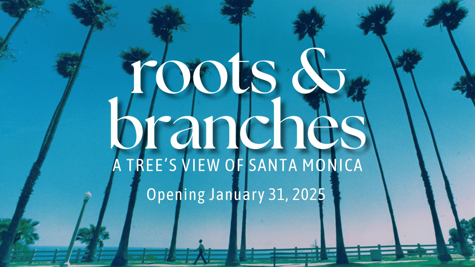 Roots and Branches: A Tree’s View of Santa Monica