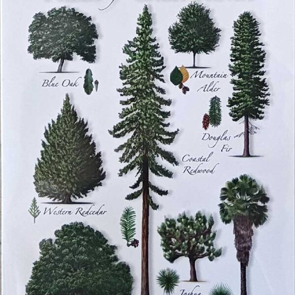 Note Card (Trees of California)