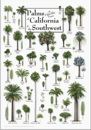 Palms of California Poster