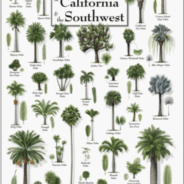 Palms of California Poster