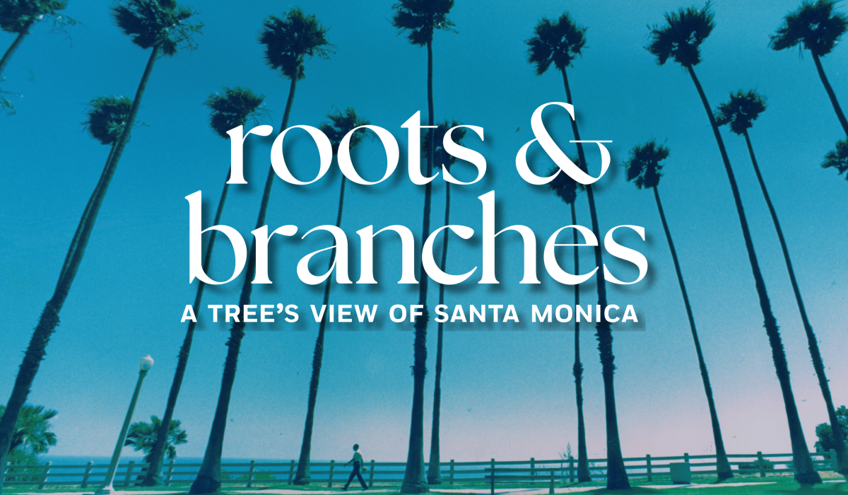 Roots and Branches: A Tree’s View of Santa Monica