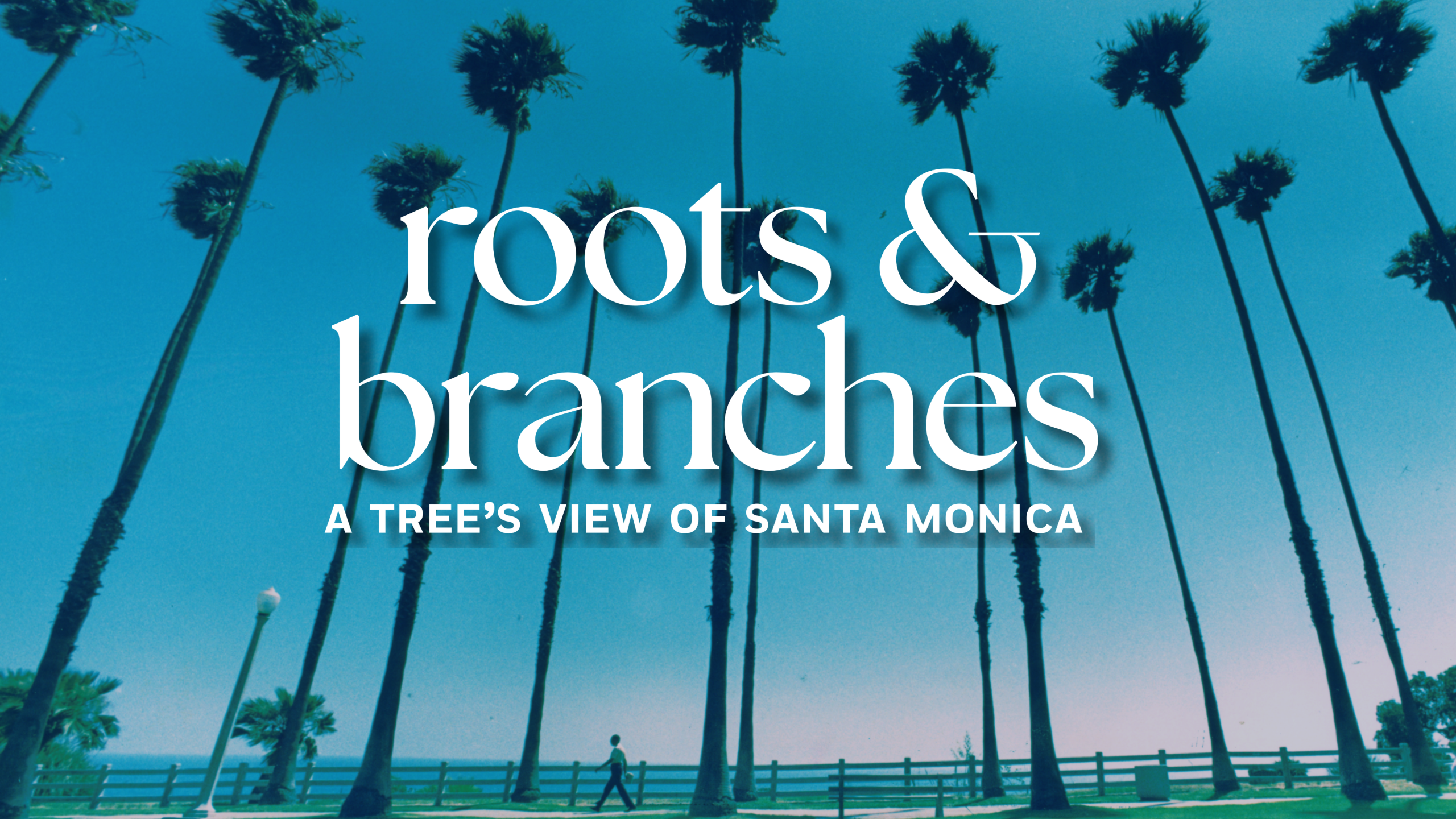Roots and Branches: A Tree’s View of Santa Monica